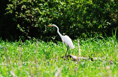 Protéger les animaux des Îles-de-la-Paix dans le Lac Saint-Louis