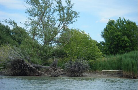 Protéger l'environnement de la réserve faunique des Îles-de-la-Paix dans le Lac Saint-Louis