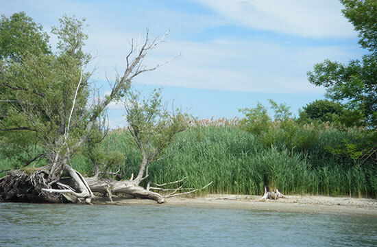 Protect the Îles-de-la-Paix wildlife reserve environment in Lake Saint-Louis.