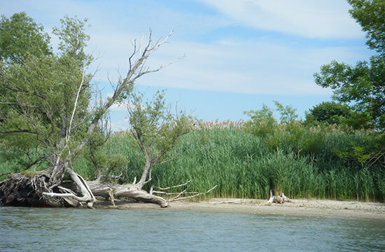 Protéger l'environnement de la réserve faunique des Îles-de-la-Paix dans le Lac Saint-Louis