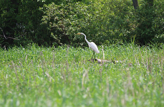 Protect the Îles-de-la-Paix animals in Lake Saint-Louis.