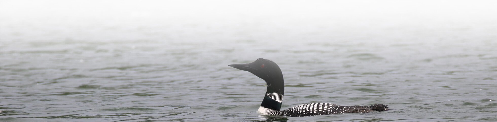 Protéger les animaux de l'archipel des Îles-de-la-Paix dans le Lac Saint-Louis